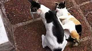 preview picture of video 'Two Cats Playing With Each Other'