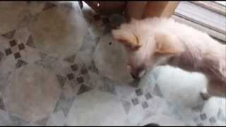 Shall We Take Ourselves Seriously? - Frank Zappa