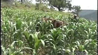 Mi ranchito Vicente Fernandez (chidoco)