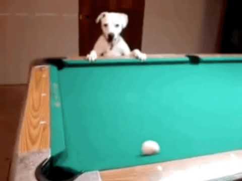 "Cachorrinho Fdp Remix - Junior Santorini (Áudio Oficial)"