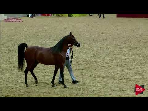 N.319 JAMIL AL SHAHANIA - 21st Qatar National 2018