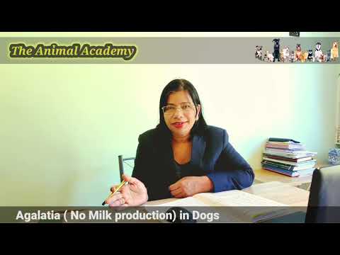 Agalactia ( No milk production in dogs )