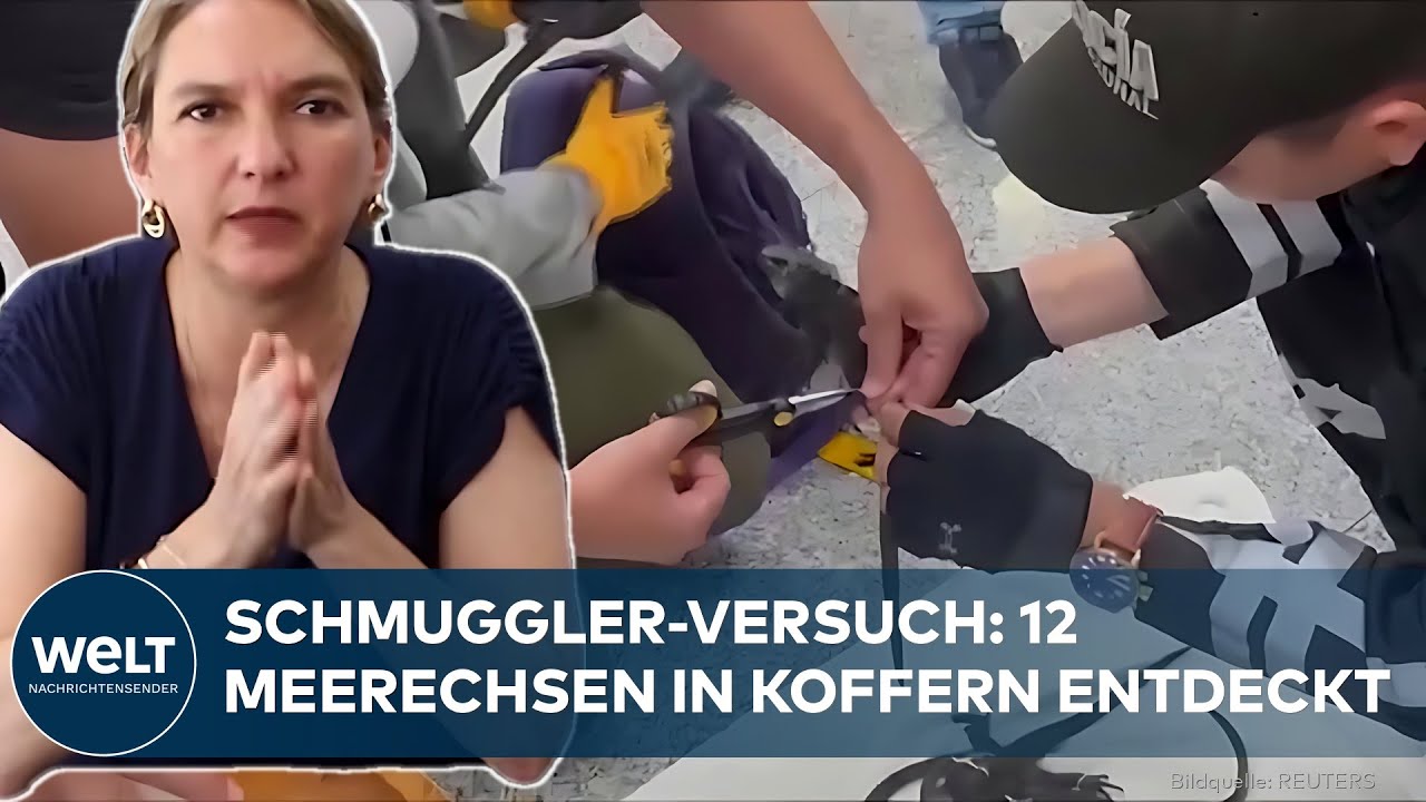 WILDTIERHANDEL: Zwölf lebende Galápagos-Meerechsen gefesselt in Koffern am Flughafen entdeckt