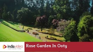 Panoramic view of rose garden in Ooty