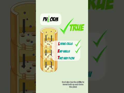 How to memorise facts on the Xylem and Phloem 🌱 Unlock the secrets of plant transport systems 🌳 #GCS