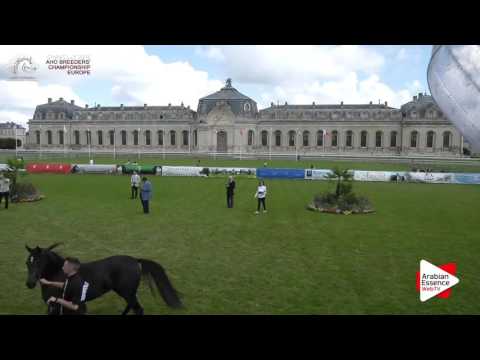 Chantilly 2016 ABCE - CLASS 2