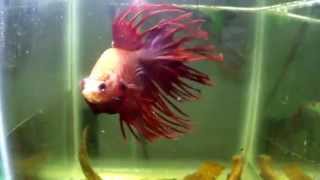 Betta Crowtail 02