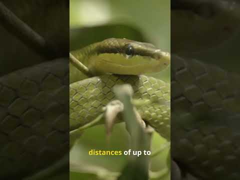 Rare Flying Snakes #facts #didyouknow #interestingfacts #flashfacts  #nature #snacks #snake