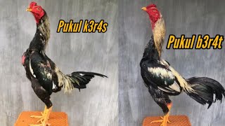 Download lagu ayam wido pukul k3r4s dan b3rb0b0t mp3