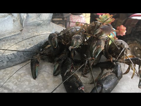 Ep. 5| Freshwater Yabby| Catch and Cook