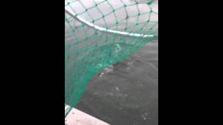 Boys Freak out over catfish