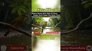 Download lagu Sirtu Ribut di Alam Liar, Pancingan & Terapi Ampuh #shorts mp3