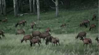preview picture of video 'Valle Vidal - Elk at Shuree Ponds'