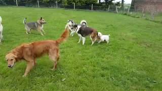 Happy Healthy Dogs at Star Walkies Daycare Centre Dunbar