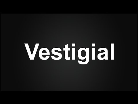 Vestigial Meaning in Urdu, How to Vestigial English, Vestigial Meaning in Hindi