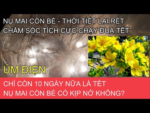 🔴 QBS2104 - Ủ điện chăm sóc tích cực khi nụ mai còn bé và chỉ cách tết 10 ngày || Bonsai mai vàng