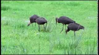 preview picture of video 'Glossy Ibis (Plegadis falcinellus) (2nd movie) at Horwich, Greater Manchester'