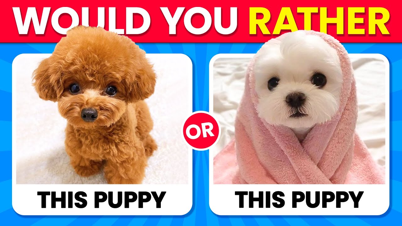 Would You Rather...? ANIMALS Edition 🐶😺 Quiz Time