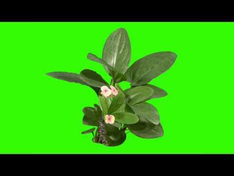 download lagu mp3 mp4 Green Screen Plants, download lagu Green Screen Plants gratis, unduh video klip Green Screen Plants
