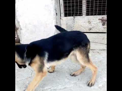 Puppy anauzwa umri miezi 7