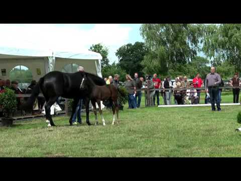 Sudweyher Fohlenschau 2016 - Kat.-Nr. 24
