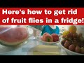 How To Get Rid Of Fruit Flies In A Fridge In Simple Steps