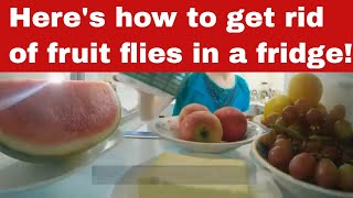 How To Get Rid Of Fruit Flies In A Fridge In Simple Steps