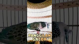 Download lagu Tekukur Betina Gacor Memanggil Pejantan ‼️ mp3