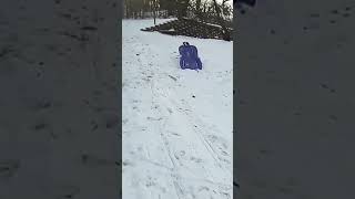 Dog takes himself sledding