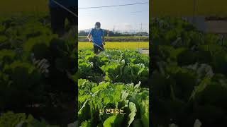 배추벌래 아작 내기 | 친환경농법으로 배추벌래 잡아내기 | 제충국사용