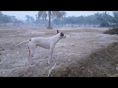 can you see the action of dogs   and 🐕