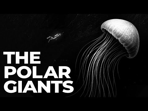 Why Antarctic Oceans Turn Animals Into Giants