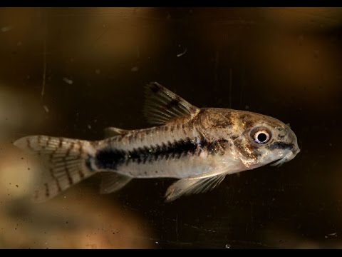 Salt and Pepper Cory, Corydoras habrosus  Species Spotlight