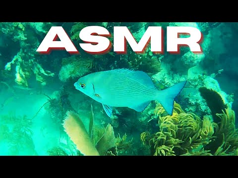 ASMR DIVE WITH ME IN BISCAYNE NATIONAL PARK | NATURE REAL SOUND FOR MEDITATION & YOGA  LIFE BY HELMA