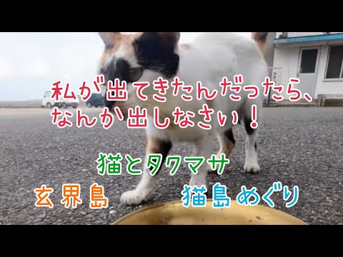 「玄界島 | Genkaijima Cat Island Japan」 遅番　女帝　いなばちゃん