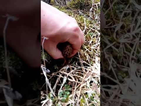 Potraga za jestivom gljivom šmrljkom-smrčkom#gljive