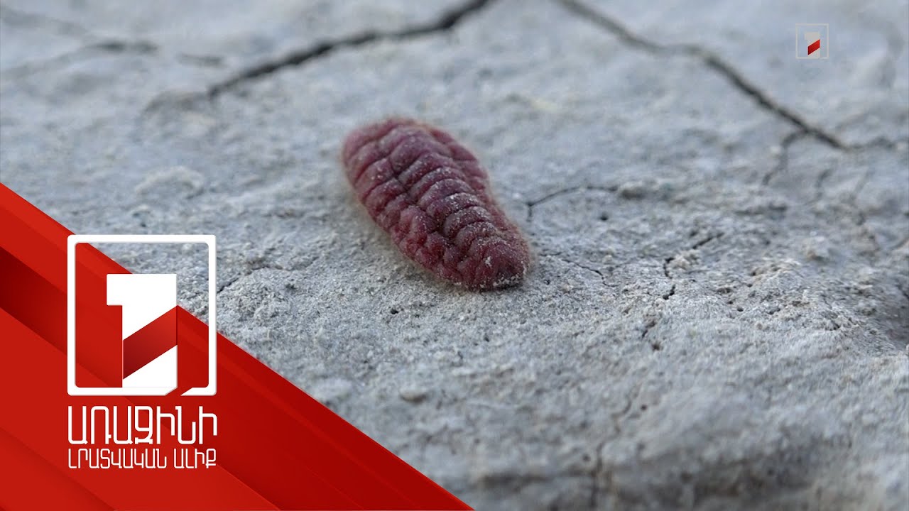 Որդան կարմիրի հողի մակերես դուրս գալու շրջանն է. գիտարշավի մասնակիցները հաշվառել են միջատներին