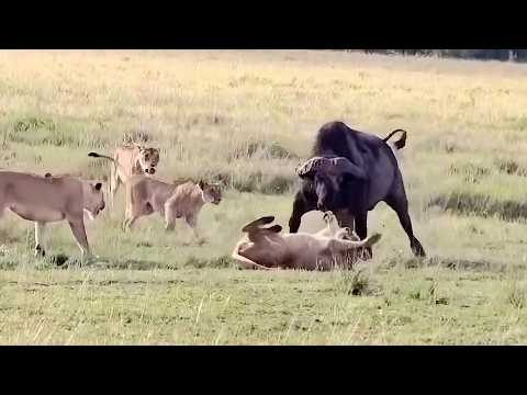 Lions messed with the wrong bull
