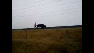 preview picture of video 'toro por las vias del tren (encierro de olmedo 2013)'
