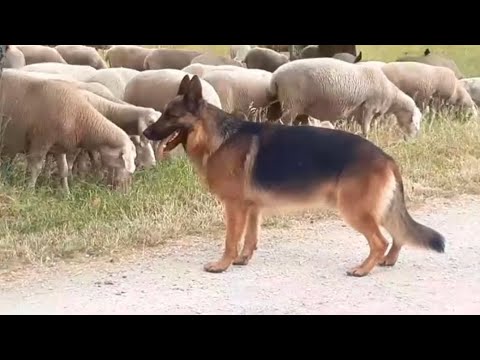 Muzt de Loma Negra Tinkie vom Kirschental 5-3Aische vom Kirschental  5,5-4Farus vom Kirschental  5-5