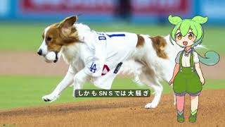 遊戯王カード　大谷翔平の愛犬・デコピンが『遊戯王』カードにファンもメロメロ「デコピンさんのドヤ顔の可愛さよ」「神聖なるマウンドに降臨した幸せの天使」「俺のターンドロー」ずんだもん解説