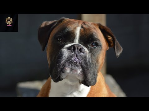 Funny Dogs and Cat | Funniest Pets | Anusha HW channel