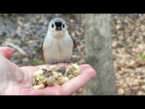 Hand-feeding Birds in Slow Mo - Black-capped Chickadee, Tufted Titmice