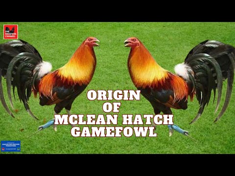 ORIGIN OF  MCLEAN HATCH GAMEFOWL.