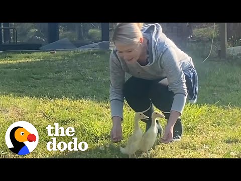 These 2 Ducks Are Basically Toddlers | The Dodo