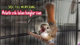 Download lagu BONGKAR ISIAN SRDC KALIAN SEKARANG JUGA DENGAN SRD... mp3