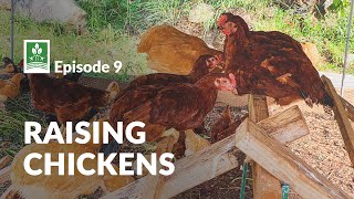 Episode 9: Raising Chickens