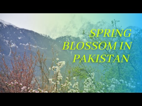 Spring Blossom in Hunza, Pakistan (4K) #BeautifulPakistan #Hunza #GilgitBaltistan #Drone #travel
