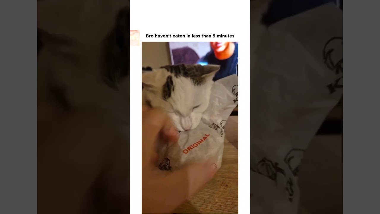 Cat steals the burger bun in seconds! 🐾 Can't resist a tasty snack! 🍔 #CatStealsBun