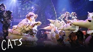 The Old Gumbie Cat | Cats the Musical